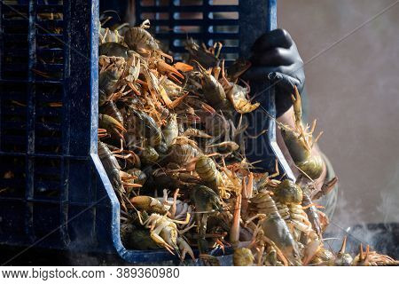 Living Raw European Crayfishes Astacus Astacus (noble Or Broad-fingered Crayfish, The Most Common Sp