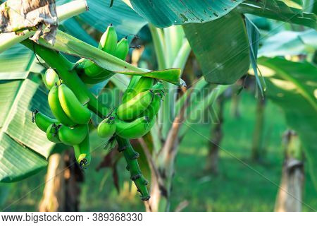 Green Banana Or Sobri Or Chapa Kola That A Pure Vegetable Or A Great Fruit