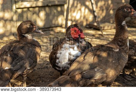 Muscovy Ducks In The Village Backyard, Free Breeding Of Muscovy Ducks In The Village. Free-range Pou