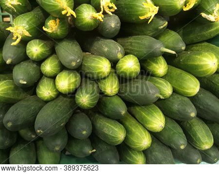 Fresh Green Long Fruited Cucumbers Stacked On Top Of Each Other