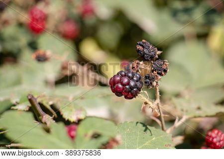 Blackberry Tree Standing In The Sun. Unharmed Fruit