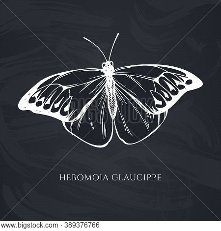 Vector Set Of Hand Drawn Chalk Great Orange-tip Stock Illustration