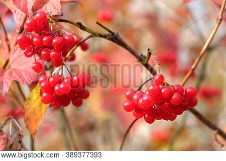 Red Viburnum Bunche With Ripe Berries Hangs On The Branch In Front Blur Autumn Background Closeup Vi