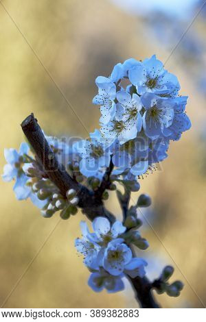 Cherry Blossoms In Bright Day, Unfocused Background, Branch, Colorful