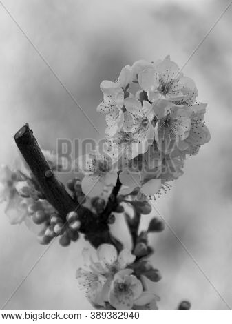 Cherry Blossoms In Bright Day, Unfocused Background, Branch, Black And White