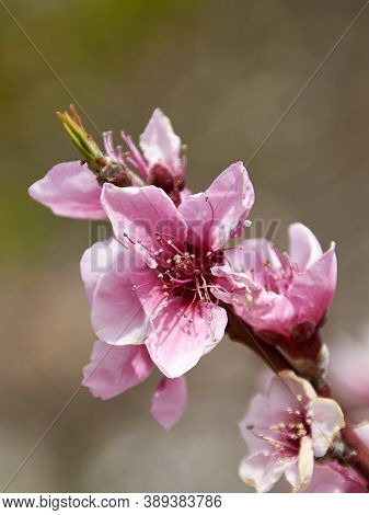 Cherry Blossoms In Bright Day, Unfocused Background, Branch, Colorful