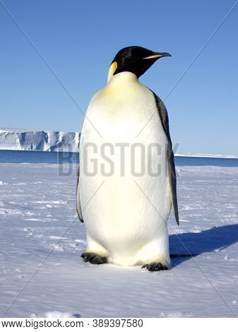 Emperor Penguin Basking In The Sun Of Antarctica