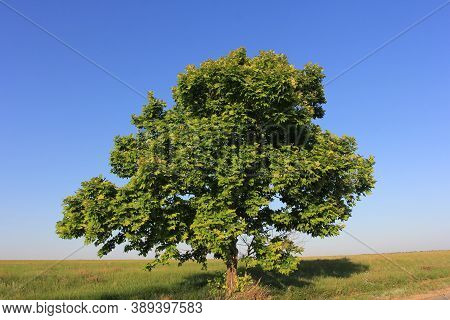 A Lone Maple Tree In An Open Field Against A Blue Sky
