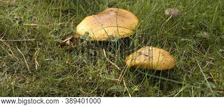 Mushrooms In Nature, Photo Of Mushrooms In The Grass, Autumn Picking Of Mushrooms, Autumn Harvest