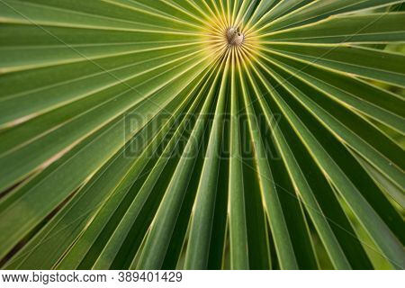 Closeup Of Green Leaf With Radial Straight Lines