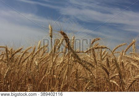 Field With Ears Of Rye Against A Cloudy Sky