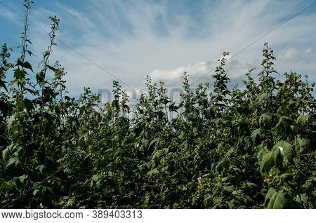 An Agricultural Field With Sida Hermaphrodita Or Virginia Mallow With White Flowers