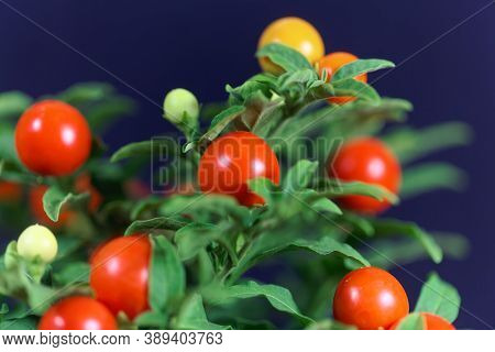 Fruits Of A Jerusalem Cherry, Solanum Pseudocapsicum