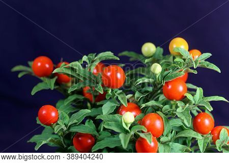 Fruits Of A Jerusalem Cherry, Solanum Pseudocapsicum
