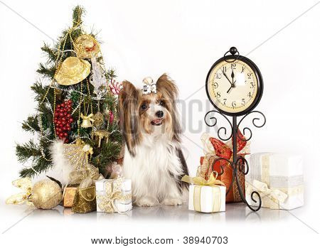 Biewer Yorkshire terrier a vánoční dárek
