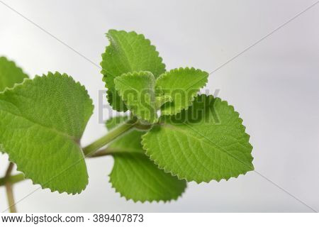 Leaves Of A Mexican Mint, Coleus Amboinicus.