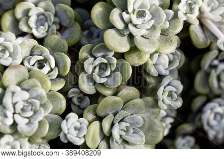Leaves Of A Broadleaf Stonecrop, Sedum Spathulifolium