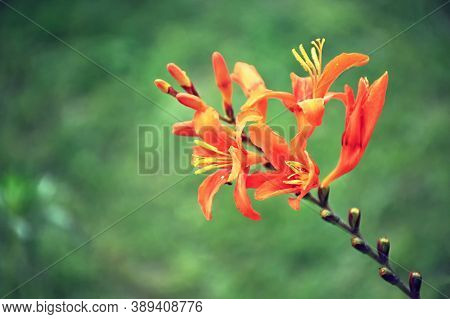 Close Up Of Orange Crocosmia Flower In Summer Garden