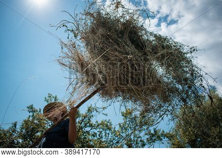 Middle-aged Farmer Making A Haystack With A Pitchfork For The Winter On A Sunny Day In Autumn. Agric