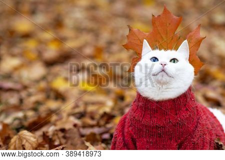 Funny White Cat, Multi-colored Eyes. Angora Breed. Sits In The Foliage In The Park On An Autumn Day.
