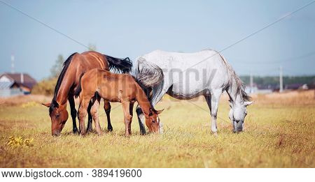 A Herd Of Sporting Horses Grazing On The Field. Horses Grazing In The Field. Rural Landscape.