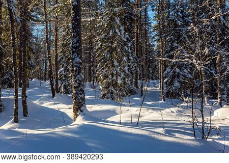 Ranua zoo in Lapland. Sunny frosty and snowy winter day. Snowy coniferous forest. The concept of active, winter, environmental and photo tourism