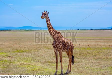 Giraffe in african savannah. Giraffe with small horns and a beautiful spotted skin. Jeep Safari Masai Mara, Kenya. The concept of active, environmental and photo tourism
