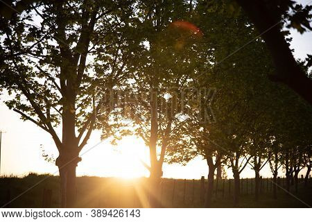 Silhouette Of Sunset In Grove Of Maple Trees (platanus X Hispanica) In Brazil