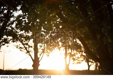 Silhouette Of Sunset In Grove Of Maple Trees (platanus X Hispanica) In Brazil