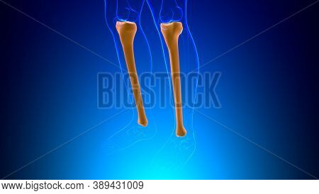 Human Skeleton Anatomy Tibia Bone 3D Rendering