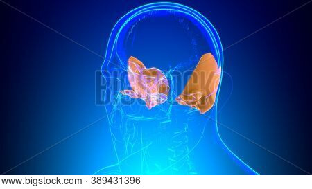 Human Skeleton Skull Temporal Bone Anatomy For Medical Concept