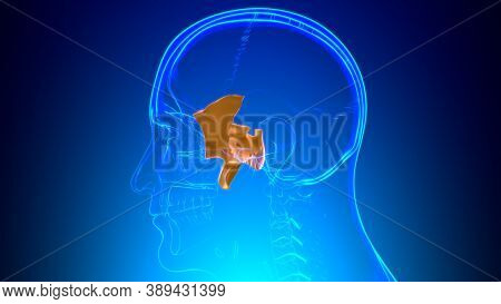 Human Skeleton Skull Sphenoid Bone Anatomy For Medical Concept