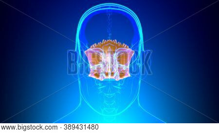 Human Skeleton Skull Occipital Bone Anatomy For Medical Concept
