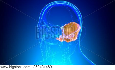 Human Skeleton Skull Occipital Bone Anatomy For Medical Concept
