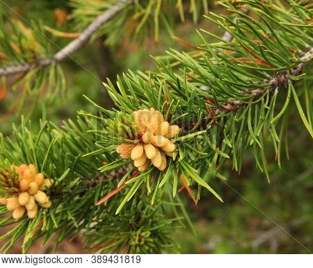 Lodgepole Pine (pinus Contorta) Cones On A Branch In Beartooth Mountains, Montana