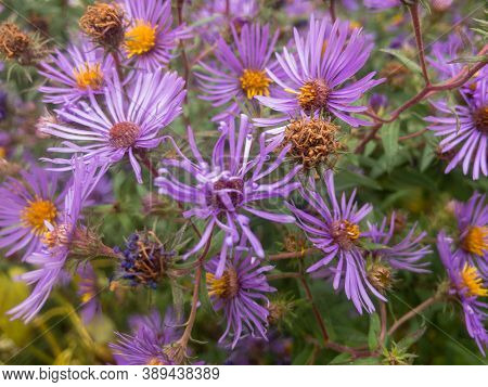 In Early Fall, A Violet Purple Wildflower Plant Still Has Many Blossoms But They Are Starting To Wil