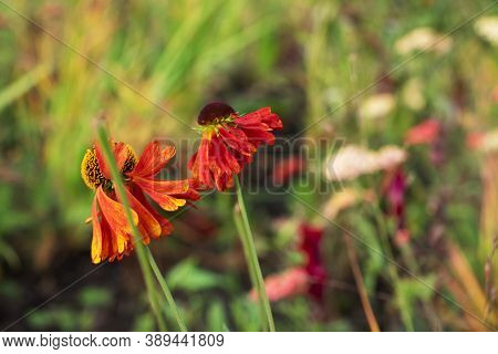 Bright Autumn Tsinia Flowers Grow In The Garden. Selective Focus