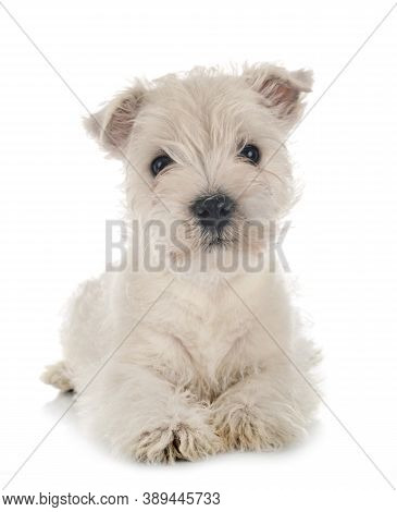 Puppy West Highland White Terrier In Front Of White Background