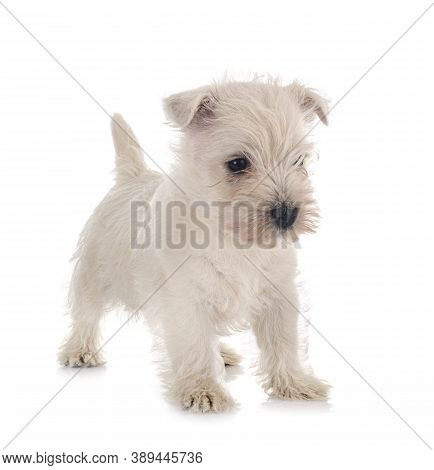 Puppy West Highland White Terrier In Front Of White Background