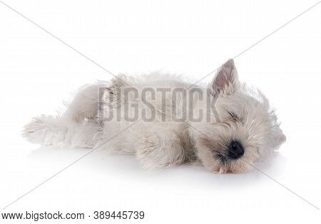 Puppy West Highland White Terrier In Front Of White Background