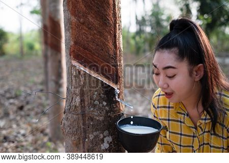 Portrait Gardener Young Asea Woman Look At A Full Cup Of Raw Para Rubber Milk Of Tree In Plantation 