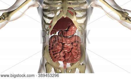 Human Digestive System Anatomy, Alimentary Tract, 3d Illustration