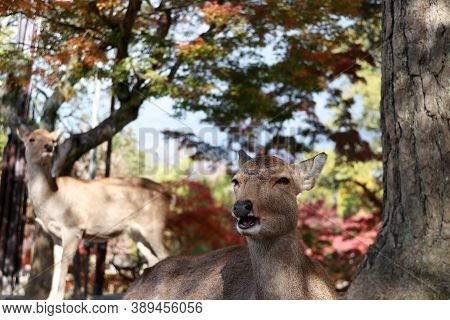 Deer Laying Down On The Floor And Out Focus Deer Standing On Background Autumn Tree At The Park In N