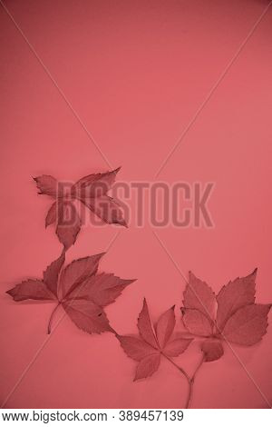 Red Leaves Of Wild Grapes, Ampelopsis, On A Red Background.