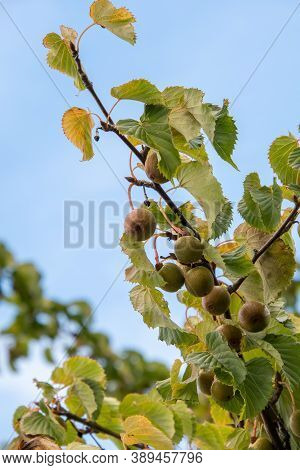 Fruits Of The Handkerchief Tree.  Vancouver Bc Canada
