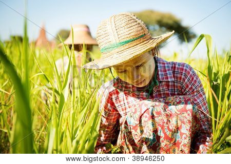 Donna birmana con thanaka in polvere viso che lavora nel campo
