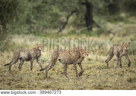 Three Cheetahs Walking In The Rain Looking Wet In Ndutu In Tanzania
