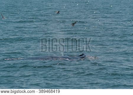 The Bruda Whale Group Is Diving In The Sea At Bang Tabun, Petchaburi Province, One Of The Central Pr