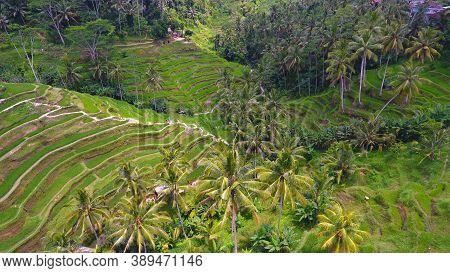 Provide Beautiful Scenes Of Rice Paddies And Their Innovative Irrigation System. Known As The Subak,