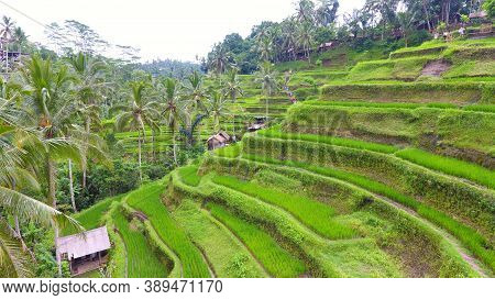 Provide Beautiful Scenes Of Rice Paddies And Their Innovative Irrigation System. Known As The Subak,